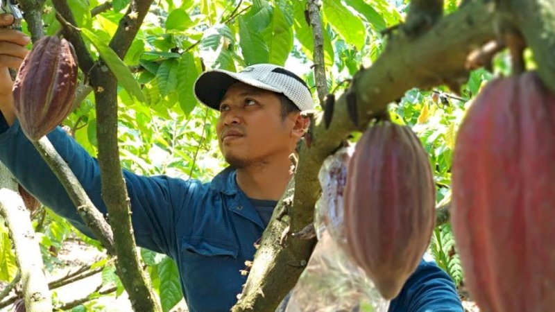 Produksi Kakao di Indonesia Turun Hingga 60 Persen