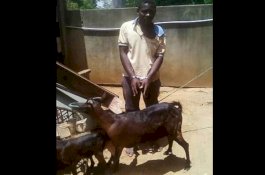 Ditangkap Perkosa Kambing, 