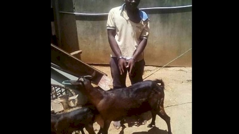 Kennedy Kambani, diborgol usai memperkosa seekor kambing di Malawi, Afrika.