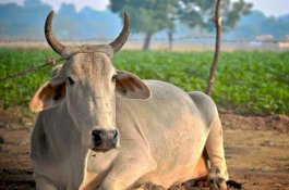 Sapi Hamil Tiga Bulan Diikat di Pohon, Kelaminnya Berdarah