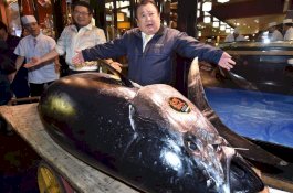 Ikan Ini Laris Dijual Seharga Rp45 Miliar