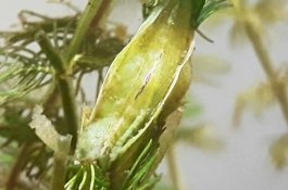 Aneh, Pria ini Temukan Binatang Mirip Alien di Akuariumnya