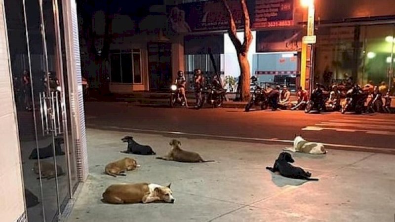 Anjing-anjing ini dengan setia menunggui tuannya di depan rumah sakit.