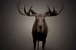 Pemburu Tembak Mati Putranya, Karena Mengira Dia Rusa