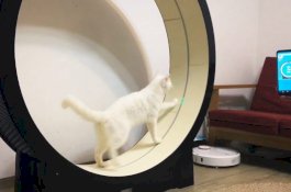 Ini Treadmill Khusus untuk Kucing, Harganya Rp25 Juta