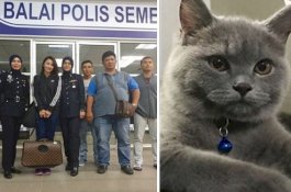 Kucing Seharga Rp6,8 Juta Hilang, Artis Cantik Ini Cari Hingga Pagi