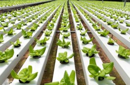 Anjuran Nabi Muhammad dalam Bercocok Tanam