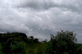 Lihat Video Hujan Laba-laba di Wilayah Brasil!