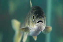 Amarah Netizen Meluap, Suami Istri Didenda karena Masak Ikan Gurame Telanjang