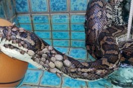 Ular Piton Berkutu Dirawat Karena Anemia, Bakal Dilepas Jika Sembuh