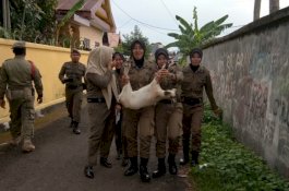 Satpol PP Bone Tangkap Hewan Ternak Berkeliaran, Penjara 3 Bulan Ancam Pemilik