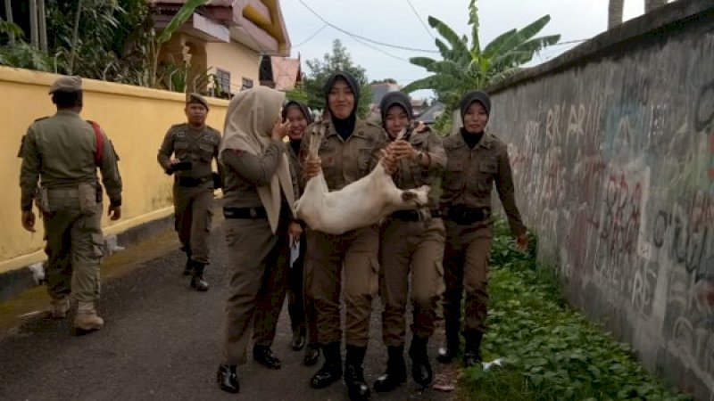 Anggota Satuan Polisi Pamong Praja (Satpol-PP) Bone menangkap hewan ternak yang berkeliaran.