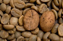 Oh Tidak! Spesies Kopi Paling Populer di Dunia Terancam Punah