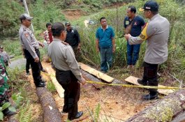 Hutan Pinus Ditebang Warga, Kapolres Gowa: Tega Sekali, Saya Benar-Benar Kecewa