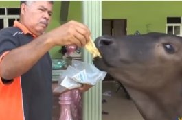 Bosan Makan Rumput, Sapi Ini Cuma Mau Roti Canai, Biskuit, dan Kopi