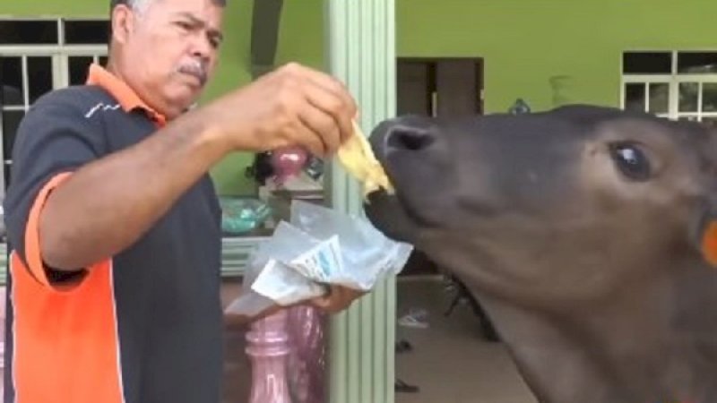 Pakcik Lid, sedang memberi makan sapinya, Tam, dengan roti canai.