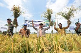 3 Kecamatan di Luwu Utara Ini Jadi Penghasil Padi Organik