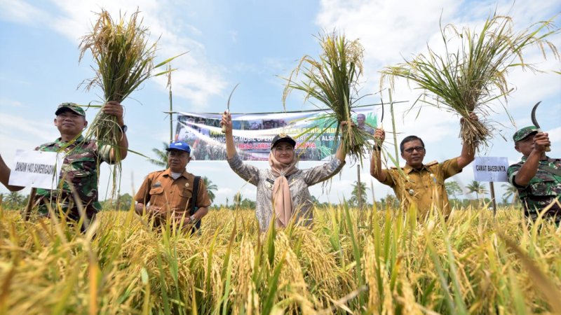 3 Kecamatan di Luwu Utara Ini Jadi Penghasil Padi Organik