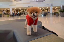 Anjing Paling Lucu di Dunia Meninggal Karena Patah Hati