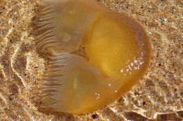 Makhluk Laut Aneh Berbentuk 'Rambut Donald Trump' Bikin Bingung Ahli