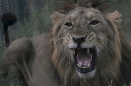 Panjang Tembok Kebun Binatang, Pria India Tewas Diterkam Singa