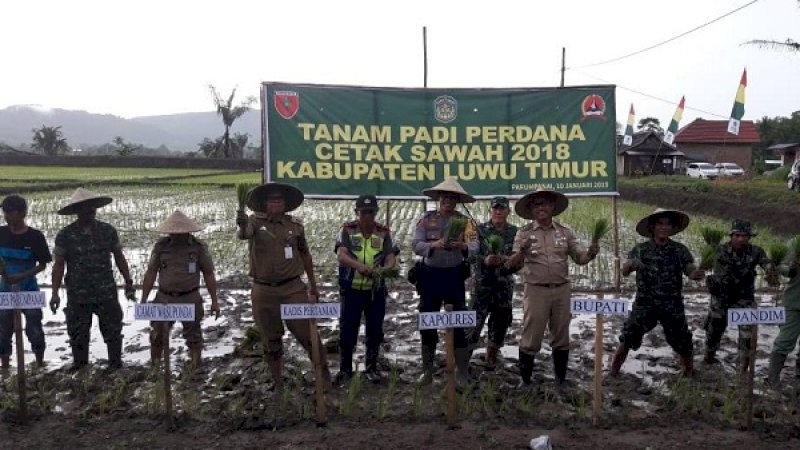 Tanam padi perdana di Wasuponda,Lutim, Senin (21/1/2019).