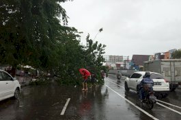 Angin Kencang Tumbangkan Pohon 10 Meter di Jl AP Pettarani