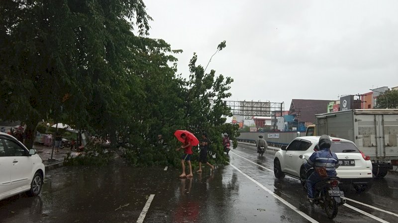 Angin Kencang Tumbangkan Pohon 10 Meter di Jl AP Pettarani