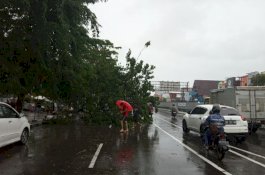 DLH Makassar: Di mana-mana Ada Pohon Tumbang