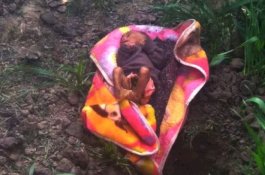Dikira Kesurupan, Bayi Dikubur Hidup-hidup oleh Orang Tuanya