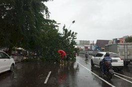 Cuaca Ekstrem Melanda Makassar, 22 Pohon Tumbang