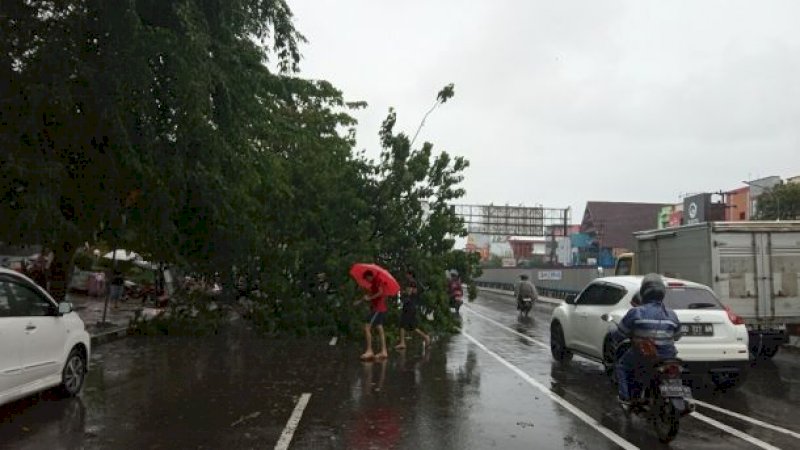 Cuaca Ekstrem Melanda Makassar, 22 Pohon Tumbang