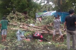 6 Titik Pohon Tumbang di Bulukumba, Satu Pengendara Ditimpa Pohon
