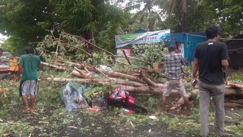 6 Titik Pohon Tumbang di Bulukumba, Satu Pengendara Ditimpa Pohon