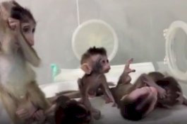 China Ciptakan Lima Monyet Kloning Berpenyakit, Ini Tujuannya