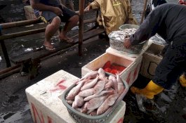 Cuaca Buruk, Harga Ikan Melonjak Drastis di Takalar