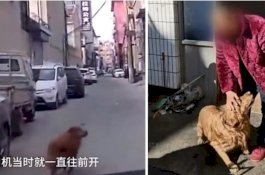 Anjing Ini Pandu Ambulans ke Arah Tuannya yang Pingsan