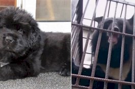 Wanita Ini Kaget, Dua Tahun Kemudian Anjing Lucunya Tumbuh Jadi Beruang Hitam