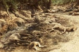 Suhu Panas Ekstrem di Australia Bunuh 1 Juta Ikan dan Lebih 100 Kuda