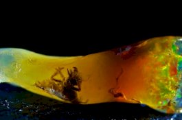 Batu Opal Asal Jawa Jadi Viral di Amerika, Ada Serangga Purba di Dalamnya