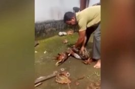 Video Ular Piton Dipaksa Muntahkan Dua Ayam yang Baru Ditelannya