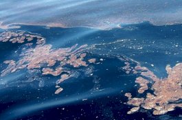 DLH Parepare Siap Jadi Saksi Ahli Dugaan Pencemaran Laut di Parepare