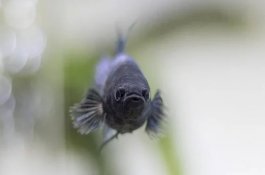 Cegah Demam Berdarah dengan Ikan Cupang