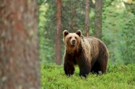 2 Hari Hilang, Bocah Ini Ternyata Lagi Bergaul dengan Beruang