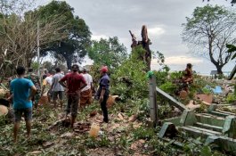 Pohon Mangga Ratusan Tahun Tumbang Menimpa Kuburan di Takalar