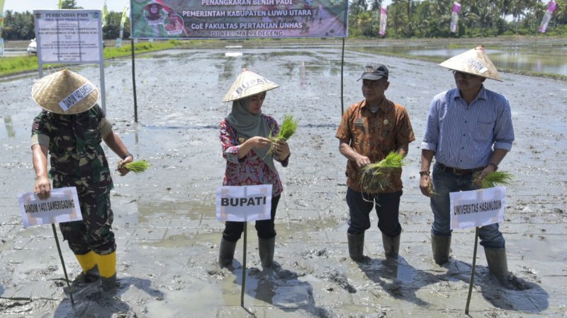 Gandeng Unhas, Lutra Tangkarkan Benih Padi