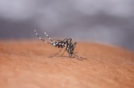 DBD Mewabah, Dinkes Kota Parepare Bungkam