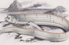 Ikan Aneh Mirip Ular Muncul di Jepang, Picu Khawatiran Akan Terjadi Gempa