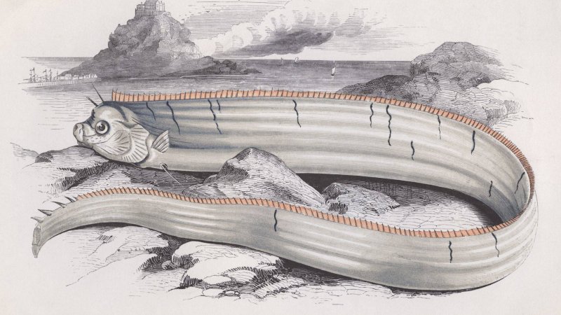 Oarfish