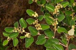 Ini Manfaat Tanaman Bidara Jadi Obat Keluarga